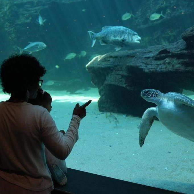 Over 500 baby sea turtles washed ashore in a big storm off South Africa. Here's the rescue effort